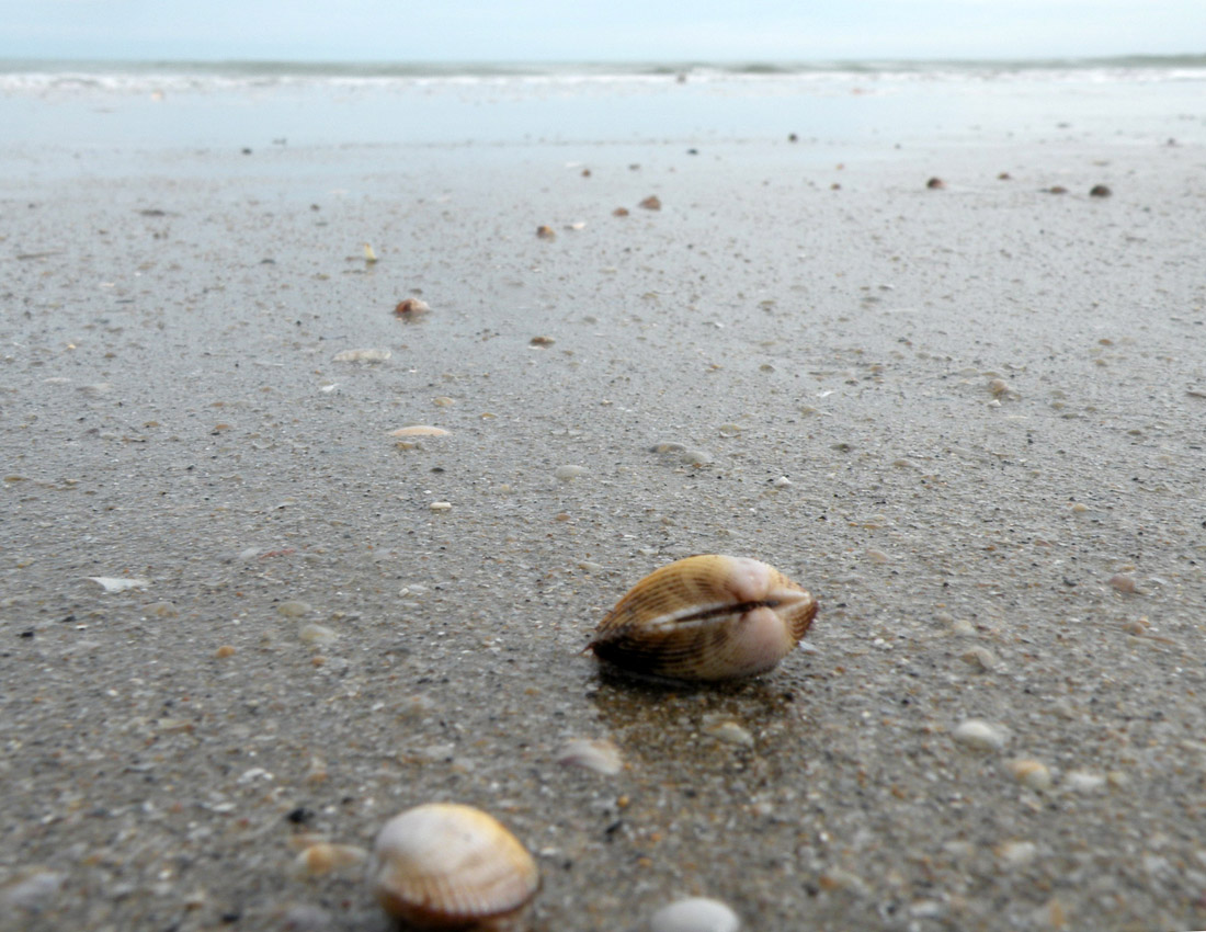 Sulla spiaggia di Pinarella